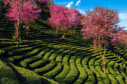 南涧无量山茶园