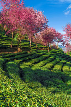 南涧无量山樱花