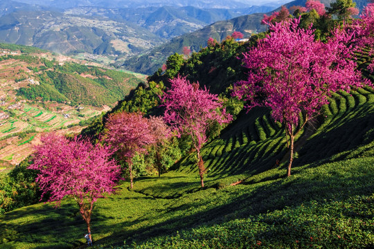 南涧无量山茶园