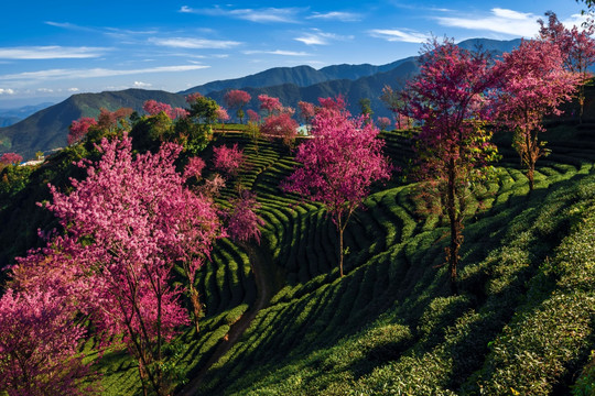 南涧无量山茶园