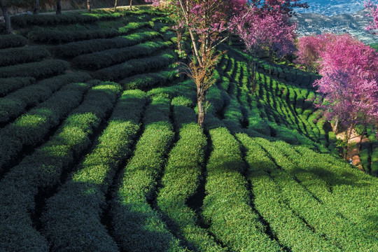 南涧无量山茶园