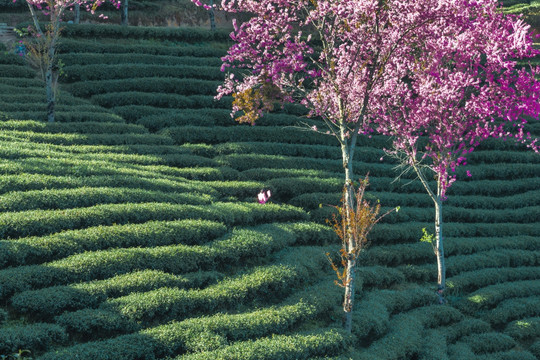 南涧无量山茶园