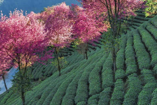 南涧无量山茶园