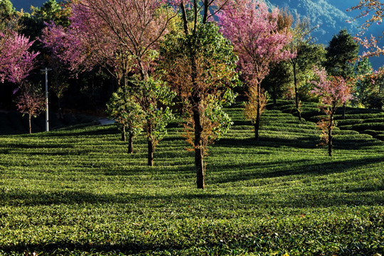 南涧无量山茶园