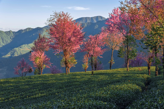 南涧无量山樱花谷