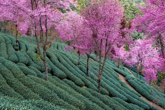 南涧无量山茶园