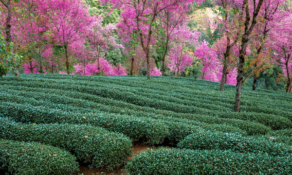 南涧无量山茶园