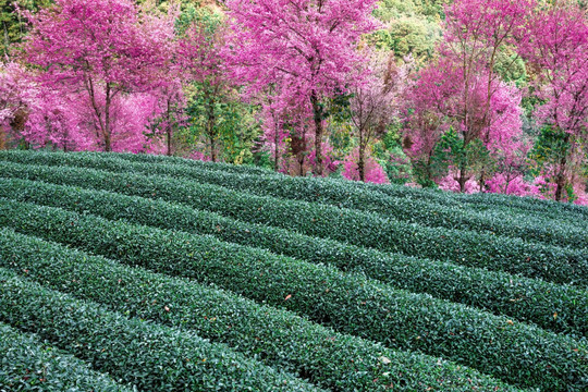 南涧无量山茶园