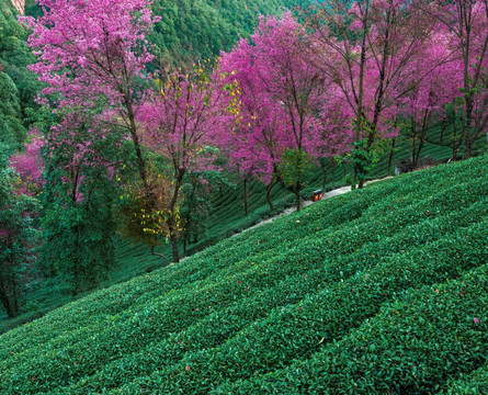 南涧无量山茶园