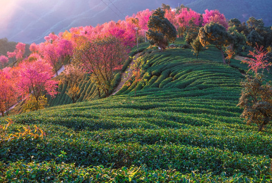 南涧无量山樱花