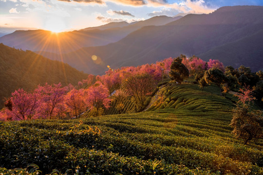 南涧无量山樱花谷