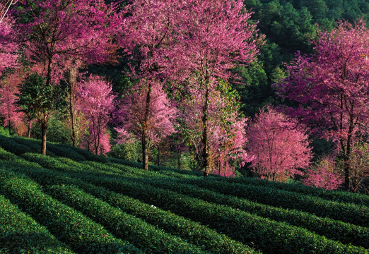 南涧无量山茶园