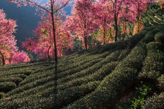 南涧无量山茶园