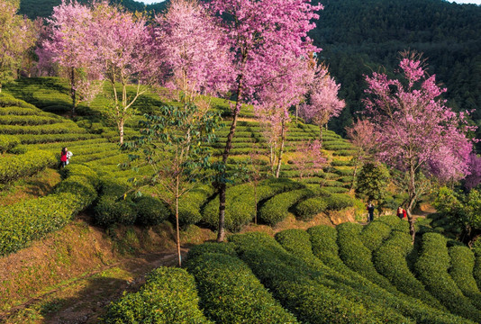 南涧无量山茶园