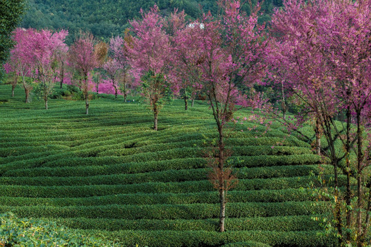 南涧无量山茶园