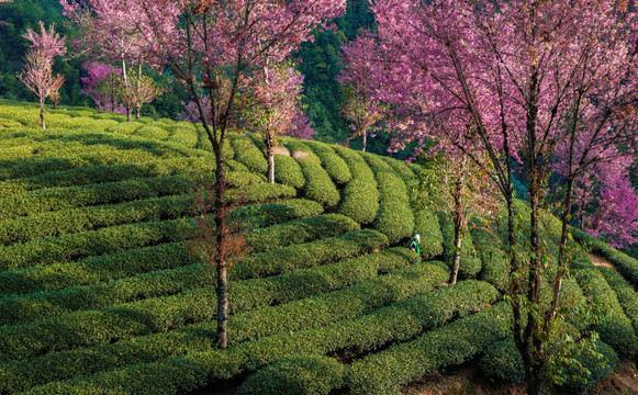 南涧无量山茶园