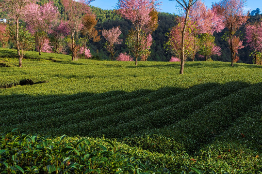 南涧无量山茶园