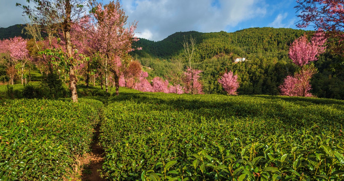 南涧无量山茶园