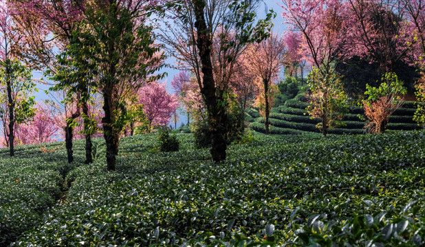 南涧无量山茶园