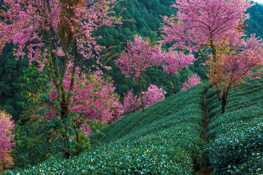 南涧无量山茶园