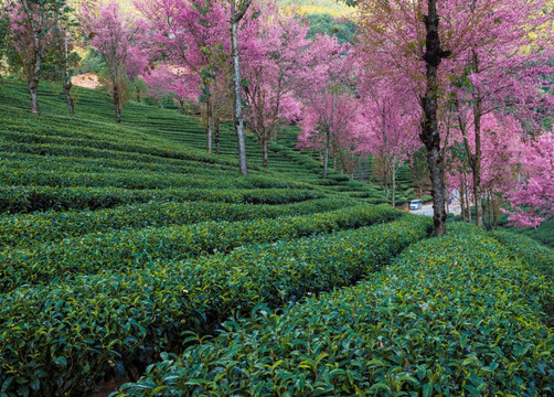 南涧无量山茶园