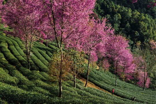 南涧无量山茶园