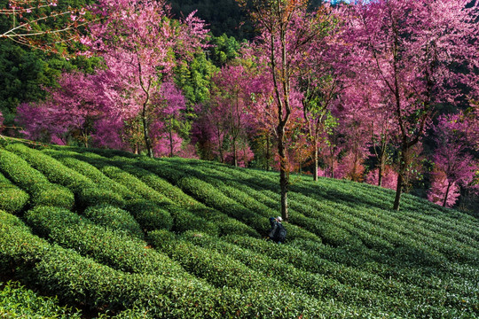 南涧无量山茶园