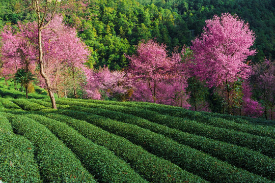 南涧无量山茶园