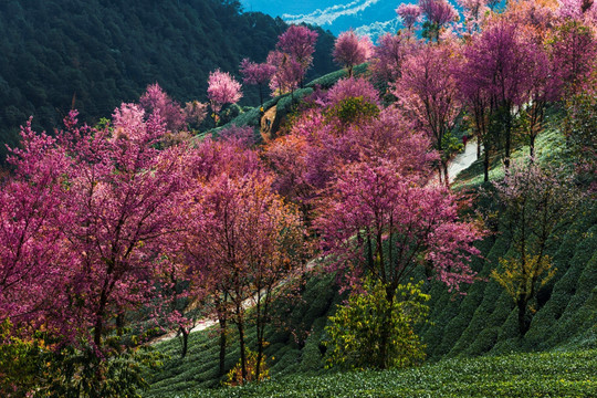 南涧无量山茶园