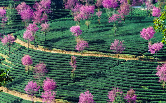 南涧无量山樱花