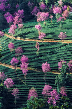 南涧无量山樱花