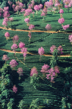 南涧无量山樱花