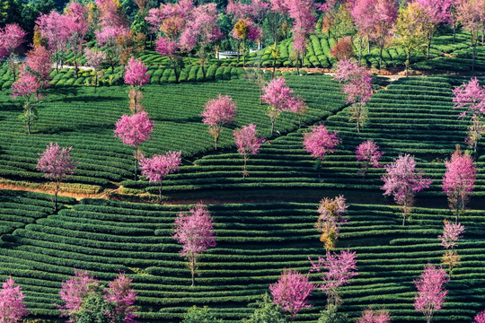 南涧无量山樱花