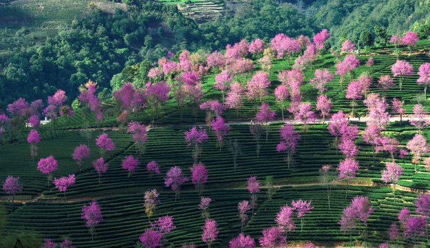 南涧无量山樱花