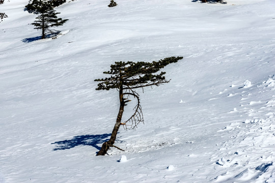 禄劝轿子雪山