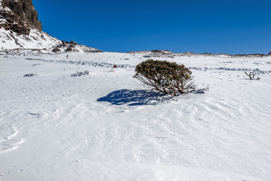 禄劝轿子雪山高山杜鹃