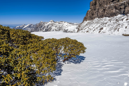 禄劝轿子雪山高山杜鹃