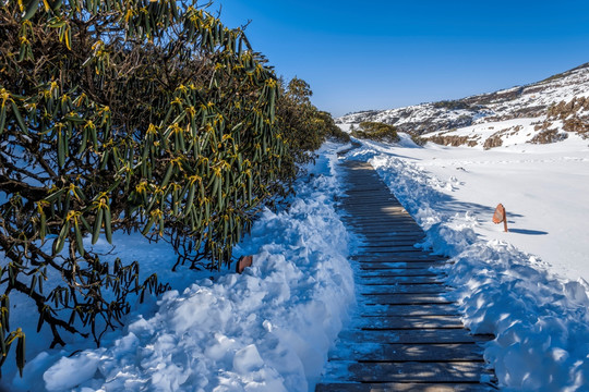 禄劝轿子雪山高山杜鹃