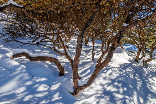 禄劝轿子雪山高山杜鹃