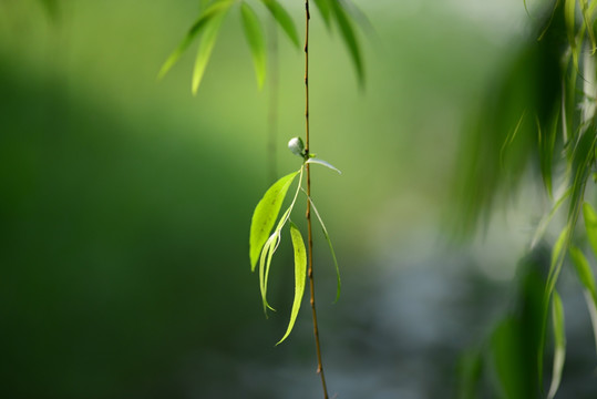 柳叶