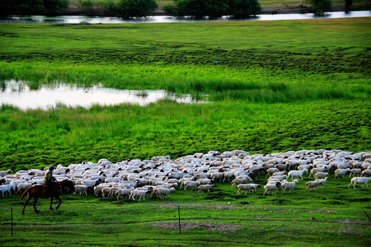 夏季湿地牧场的羊群