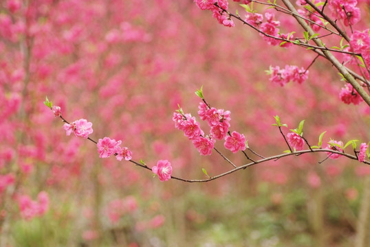 红色桃花