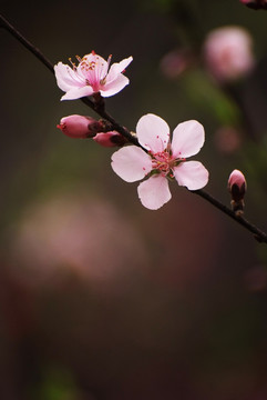 粉色桃花