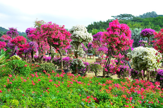 花 花圃