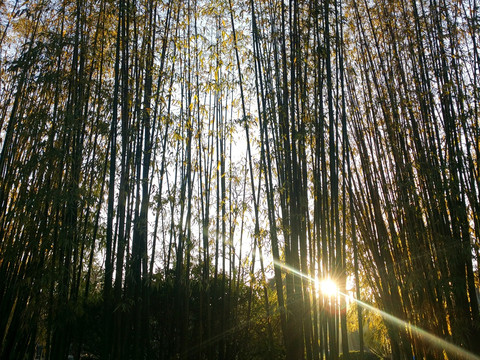 夕阳竹林