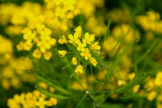 油菜花