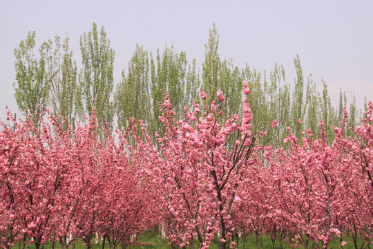桃花