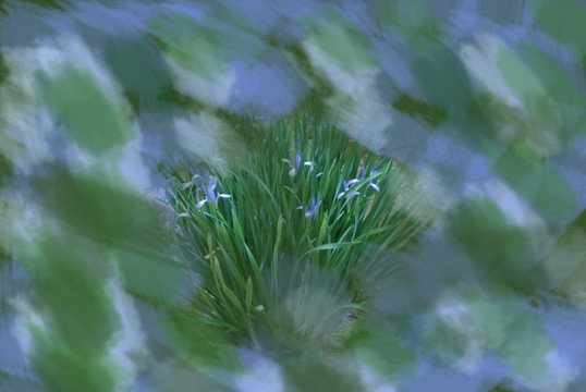水墨蘭花