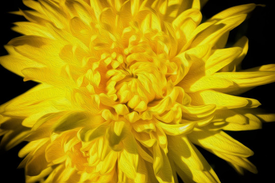 菊花油畫