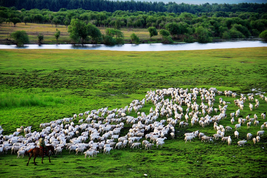 夏季湿地放牧的羊群